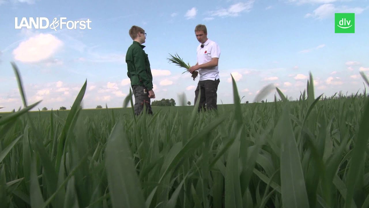 Hofreport aus Niedersachsen: Gelbrost im Griff