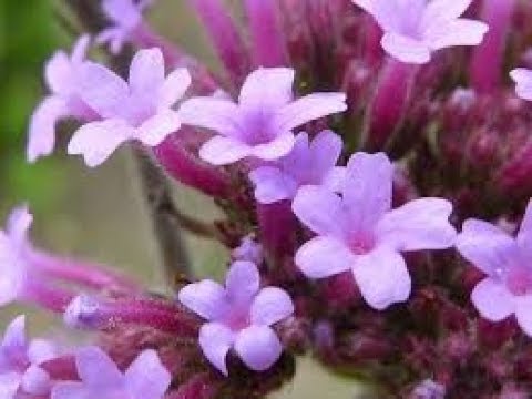 Verbena