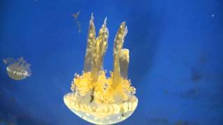 Biggest & largest aquarium in the world || dubai underwater zoo (part
3)