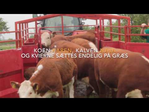 Video: Typer Og Sorter Af Dieffenbachia (31 Fotos): Artens Karakteristika Og Beskrivelse Af Sorterne 