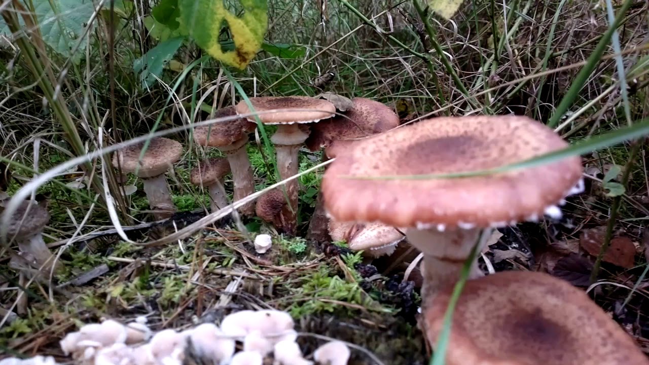 Hallimasch roh giftig 10.2020 Brandenburg