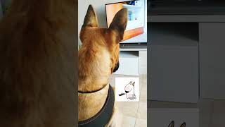 My Bull Terrier Dog Watching Tv