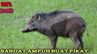 suara pikat ampuh babi hutan