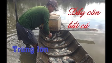 Độc đáo nghề đẩy côn bắt cá đồng mùa nước nổi | Duy Lợi Vlog