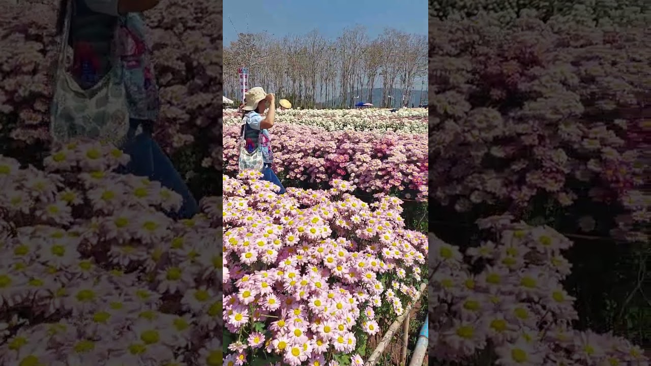 เบญจมาศงามในม่านหมอก21-2-69