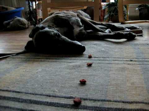 Nyårsbombernas effekt på djur - hund med panikångest