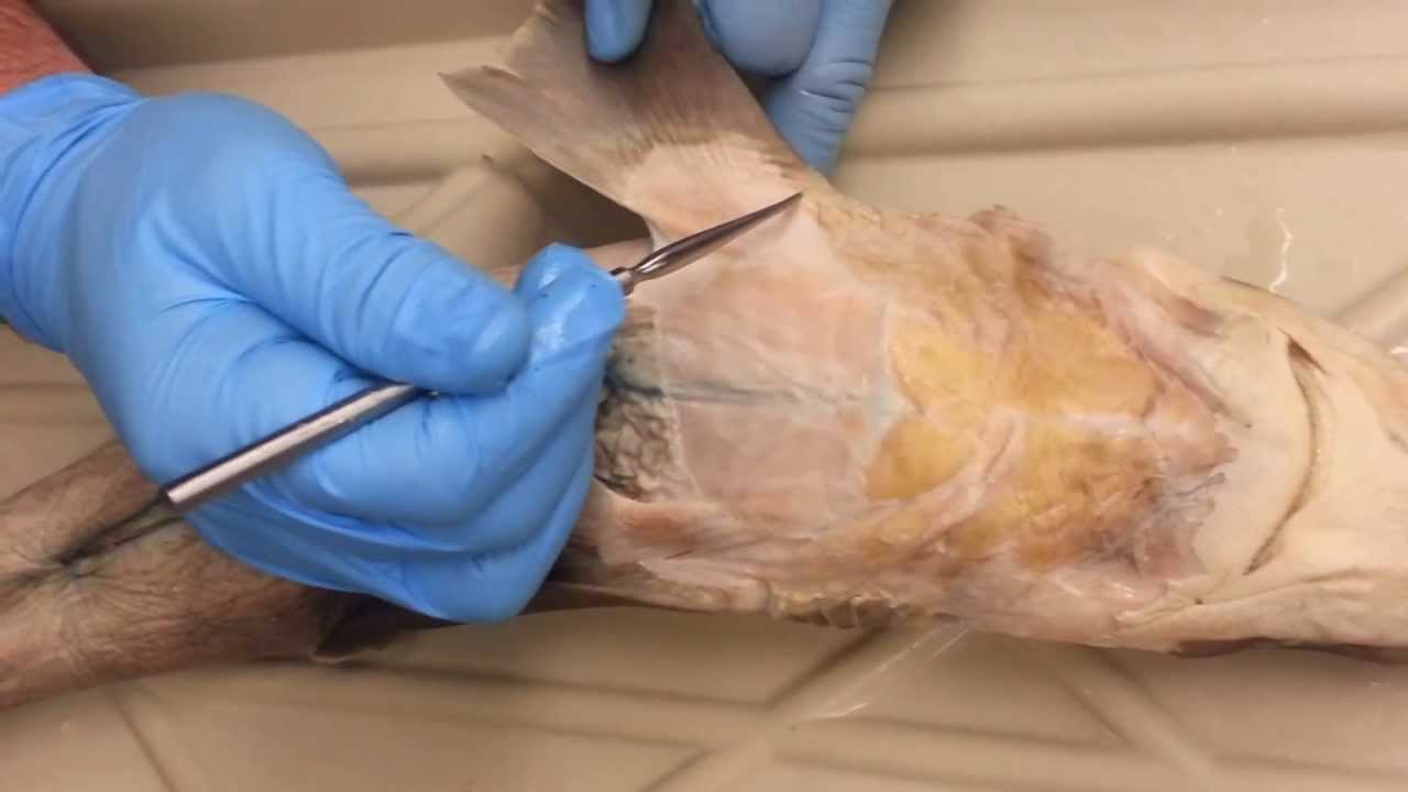 dogfish shark dissection essay Lab report on shark essay mouth external gill slits dissection of bamboo shark claspers urogenital papilla dogfish shark can be found at . dogfish shark dissection essay Lab report on shark essay mouth external gill slits dissection of bamboo shark claspers urogenital papilla dogfish shark can be found at .