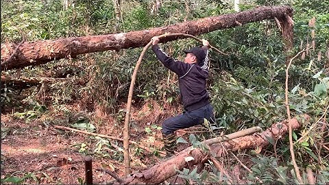 Build a secret shelter in a fallen tree for survival