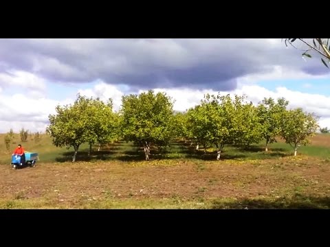 Ореховый сад