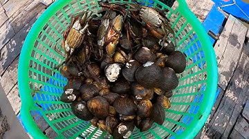 MƯU SINH BẰNG NGHỀ BẮT CUA VÀ CÁI KẾT THẬT BẤT NGỜ TIẾP THEO | HÒA CẦN GIỜ VLOG