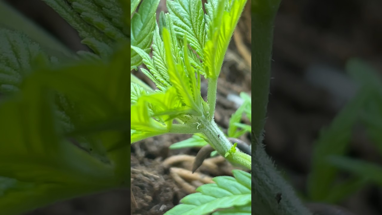 “Gellato Kush” Primeiros pistilos