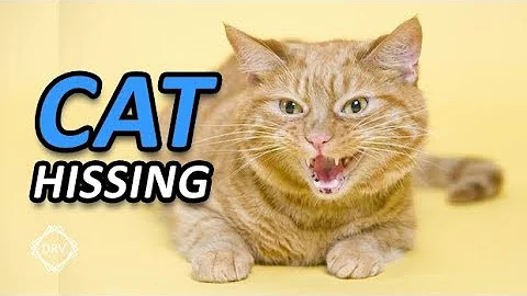 Cat Hissing and Growling Sound to get your Cat's A...