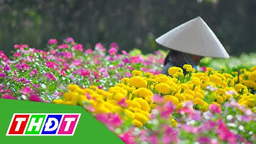 Rộn ràng nhịp sống mùa xuân tại Làng hoa Sa Đéc | THDT