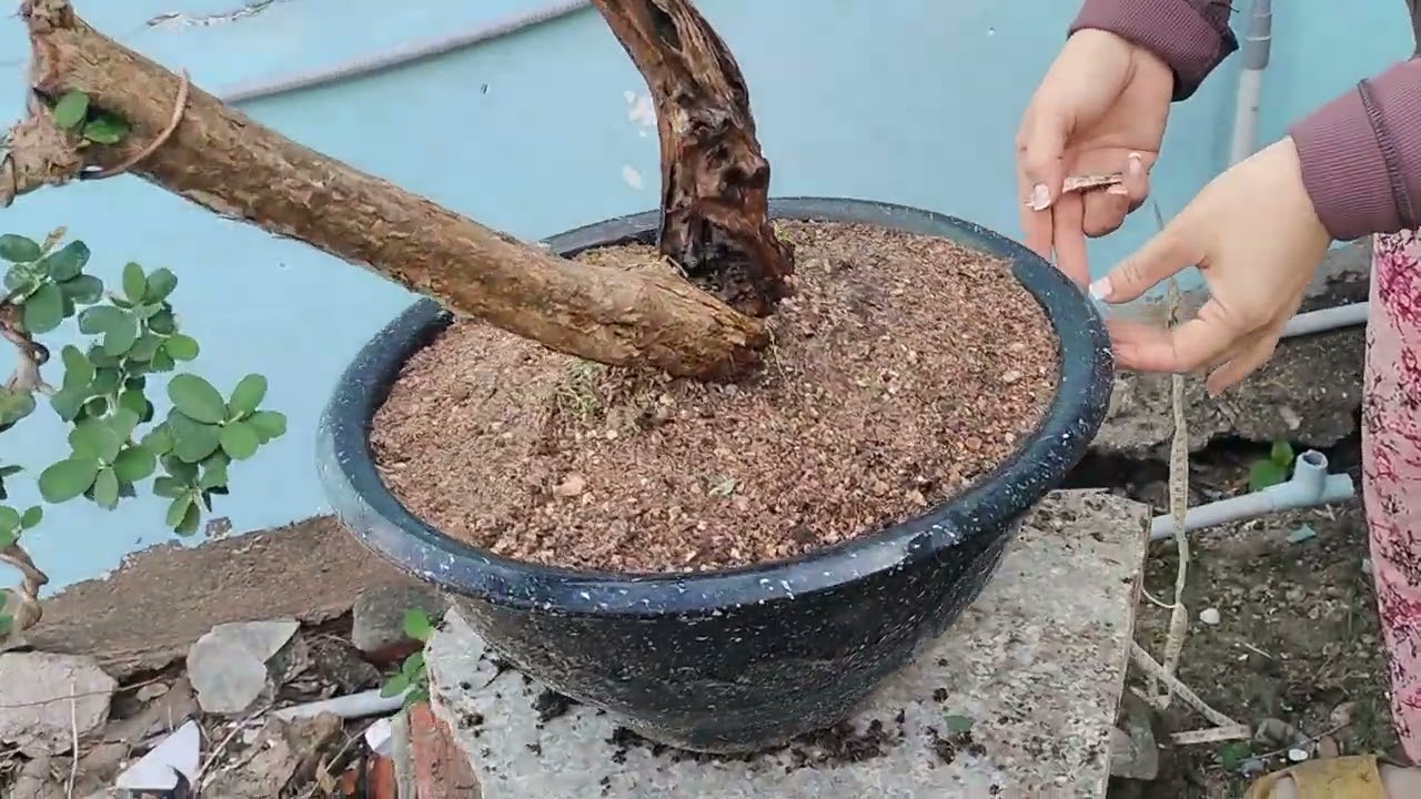 M816 linh sam ninh Thuận thuần chậu lũa thép 500k lh 0784005295 khiêm