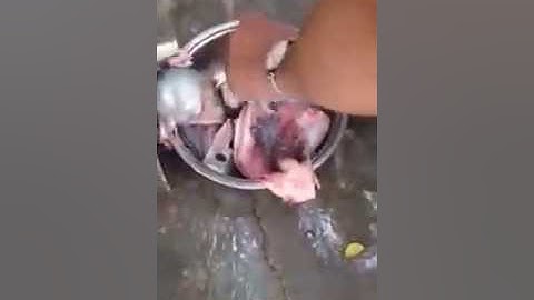 Máy tách xương cá thác lác, máy lọc xương cá, máy ép xương cá sông cá biển, máy ép xương cá làm chả