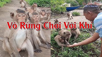 Vô Rừng Chơi Với Khỉ || Du Lịch Sinh Thái Cù Lao Dung