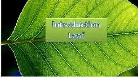 Chapter 1 biology leaf class 6  icse