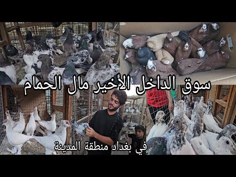 سوق الداخل الأخير انواع الحمام واسعار مناسبة جدا 2023 10 19 