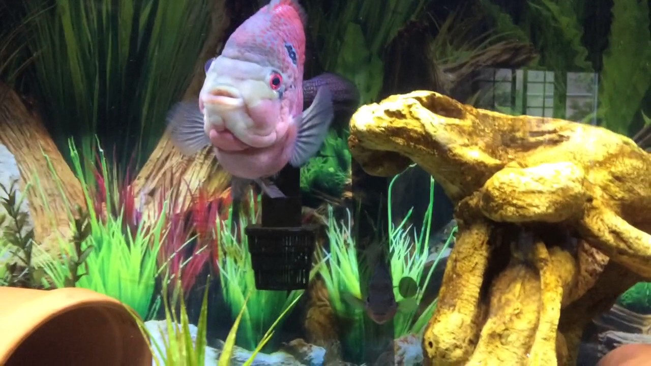 Bonsai Flowerhorn Breeding Pair YouTube