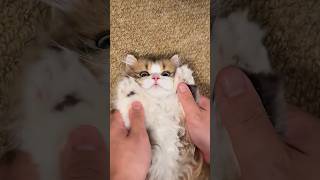 The loop on this cute cat video is dangerous ✨🐈 #kitten #cutecat #cat
