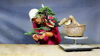 How to bend a bonsai - great bonsai bending skills #231