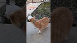 #cat #petsunited #cuteanimal #lovelycat #cutecat #adorablecat #cute #funny #music