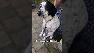 i took a NAP 🙂🙂🙂 #dogs #dogshorts #stabyhoun #friesestabij #funnyvideo