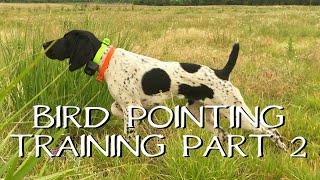 Pointing Birds: Upland Bird Dog Training  Part 2