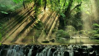 Tranquil Forest Serenade
