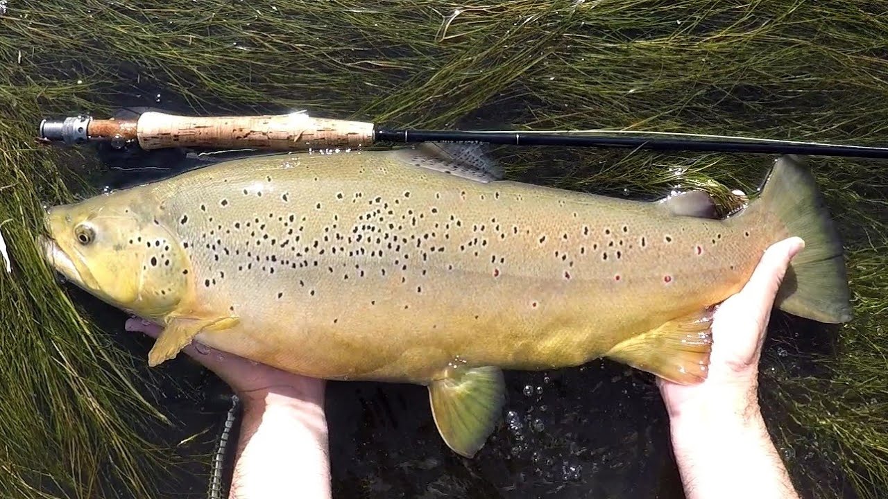 Fly fishing ---- Pesca a mosca y ninfa de truchas en el coto de Alfarrás (Lleida)