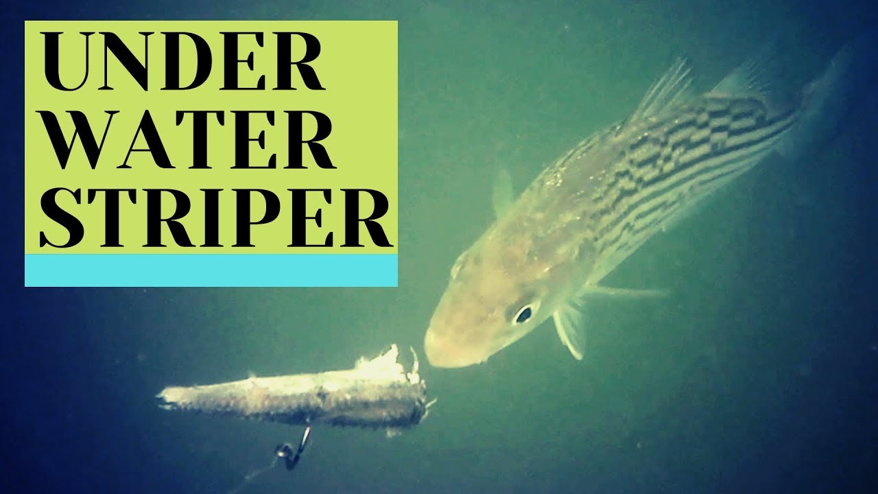 Underwater Fishing Video Olymbros Camera YouTube