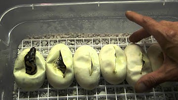 Ball Python Clutch #1 update