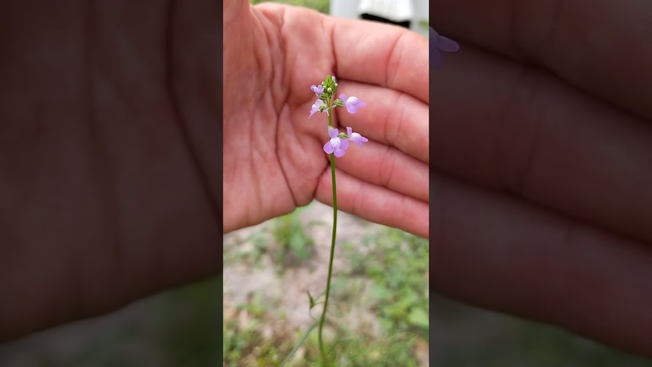 Nuttallanthus canadensis, blue toadflax, N FL Sandy lawn,  Moto Stylus