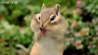 Esquilo BeatBox