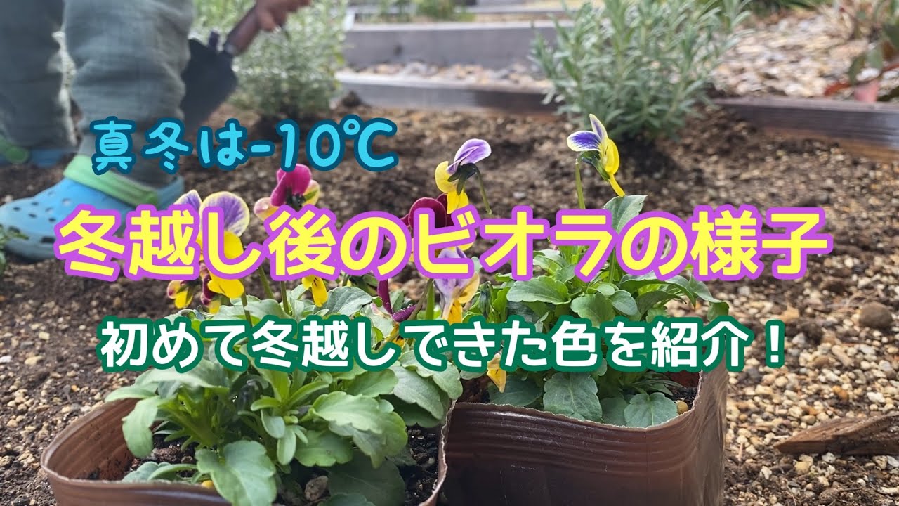 10 の寒冷地 ビオラの冬越し後の様子を紹介 Youtube
