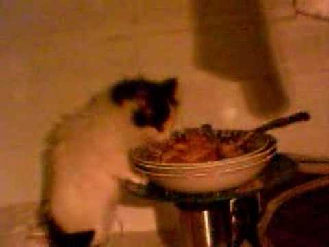  CAT EATING LASAGNA  YouTube