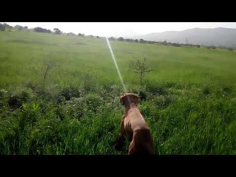 წეროვანი 08.05.2019