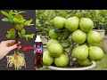 New ldeas Of Propagate Guava Tree From Cutting Faster With Apples, how to Grow guava trees