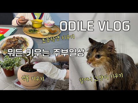 고양이 빨래하고 30분 요리하고 취미생활로 바쁜 12월 일상🎄식집사 냥집사 엄마 일상🍳오딜 <strong>odile</strong> VLOG