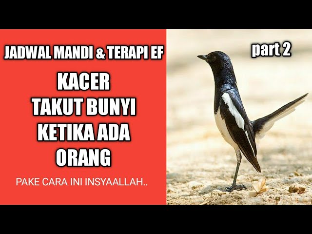 Mengatasi kacer takut sama pemiliknya || kacer takut bunyi ketika di dekati class=