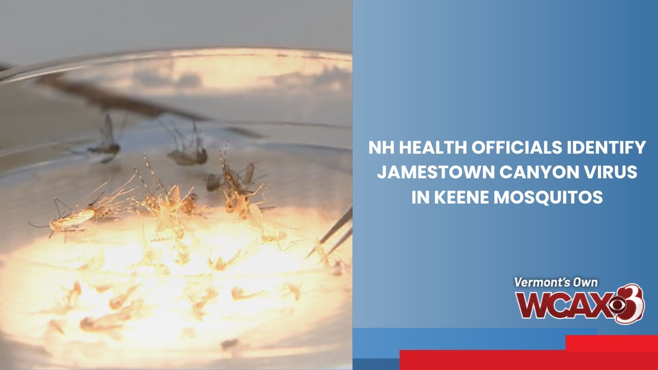 NH health officials identify Jamestown Canyon virus in Keene mosquitos