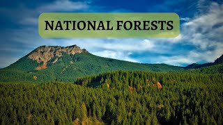 6 Beautiful and Inspiring National Forests in the United States | National Forests