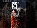 This Bird Eats Only Bones and Dyes Itself Blood Red #shorts #vultures