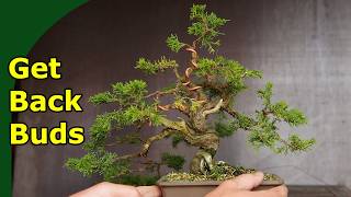Backbudding Juniper Easy!