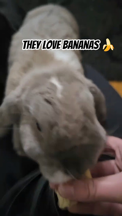 They really love bananas 🍌🐇 #bunnies #pets #hollandlops