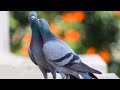 THE SOUND OF THE PIGEON CLEAR SOUND