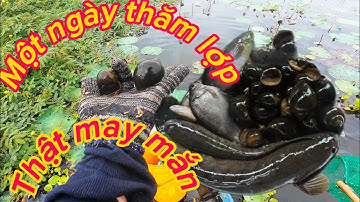 “thăm lờ cá lóc / phần 10 - dính toàn cá ngon và vớt được đàn ốc bưu đen to khủng-săn bắt đồng quê “