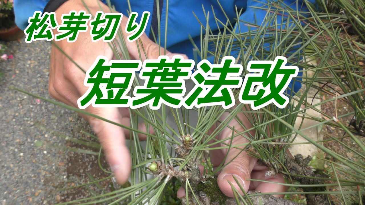 松切り枝 maxresdefault.jpg