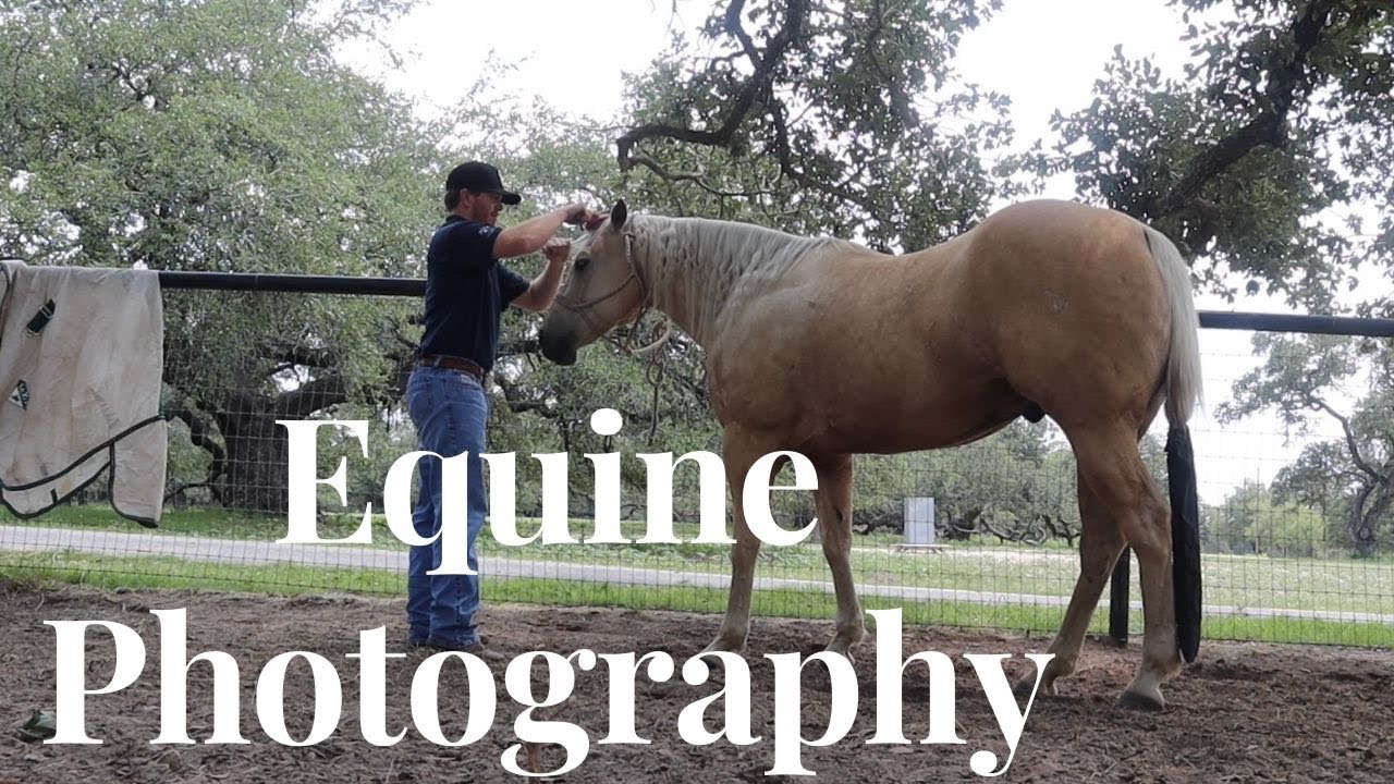 THE BEST EQUINE PHOTOGRAPHY EVER! The HORSES looked STUNNING! YouTube