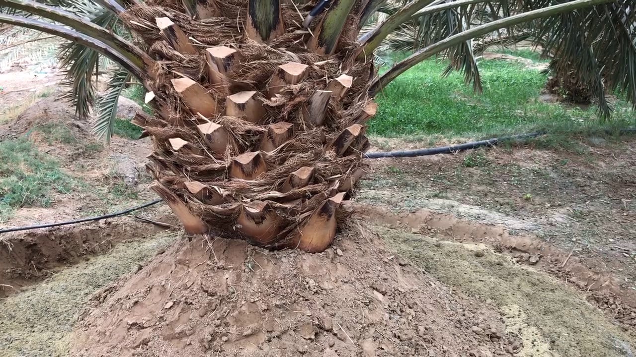 تسميد النخيل بالسماد البلدي Palm Dates Fertilization المهندس